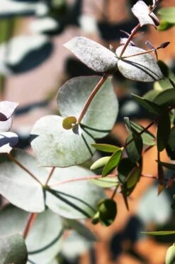 Maggie Cold Hardy Eucalyptus Tree (Eucalyptus Nova Anglica) - 2 Gallon Pot -Green Haven Shop Eucalyptus Maggie 10 2