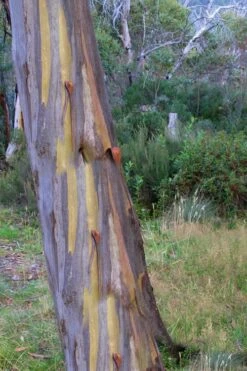 Sheila Cold Hardy Eucalyptus Tree (Eucalyptus Stellulata) - 1 Gallon Pot -Green Haven Shop Eucalyptus Sheila 10 3