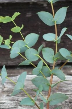 Sheila Cold Hardy Eucalyptus Tree (Eucalyptus Stellulata) - 3 Gallon Pot -Green Haven Shop Eucalyptus Sheila 2