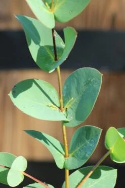 Sheila Cold Hardy Eucalyptus Tree (Eucalyptus Stellulata) - 1 Gallon Pot -Green Haven Shop Eucalyptus Sheila 3 3