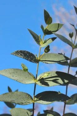 Sheila Cold Hardy Eucalyptus Tree (Eucalyptus Stellulata) - 1 Gallon Pot -Green Haven Shop Eucalyptus Sheila 5 3