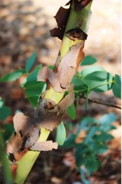 Sheila Cold Hardy Eucalyptus Tree (Eucalyptus Stellulata) - 3 Gallon Pot -Green Haven Shop Eucalyptus Sheila 9