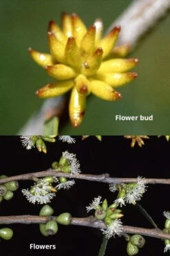 Skinny Minny Hardy Eucalyptus Tree (Eucalyptus Moorei) - 3 Gallon Pot -Green Haven Shop Eucalyptus Skinny Minny 1 2