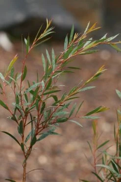 Skinny Minny Hardy Eucalyptus Tree (Eucalyptus Moorei) - Quart Pot -Green Haven Shop Eucalyptus Skinny Minny 2