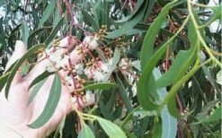 Grace Cold Hardy Eucalyptus Tree (Eucalyptus Elliptica) - 2 Gallon Pot -Green Haven Shop Eucalyptus Tree Grace White Gum Elliptica 3
