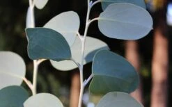 Mappa Tassie Cold Hardy Eucalyptus Tree (Eucalyptus Pauciflora) - 3 Quart Pot -Green Haven Shop Eucalyptus Tree Mappa Tassie Pauciflora Snow Gum 3