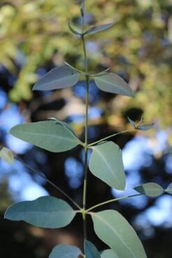 Grace Cold Hardy Eucalyptus Tree (Eucalyptus Elliptica) - 2 Gallon Pot -Green Haven Shop Eucalytptus Grace BS 3