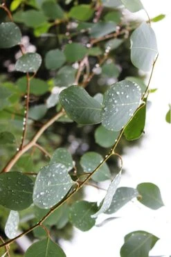 Lucky Country Cold Hardy Eucalyptus Tree (Eucalyptus Camphora) - 5 Gallon Pot -Green Haven Shop Eucalytptus Lucky Country BS