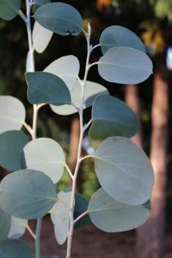 Mappa Tassie Cold Hardy Eucalyptus Tree (Eucalyptus Pauciflora) - 1 Gallon Pot 11 Mappa Tassie Cold Hardy Eucalyptus Tree (Eucalyptus Pauciflora) - 1 Gallon Pot -Green Haven Shop Eucalytptus Mappa Tassie BS 4