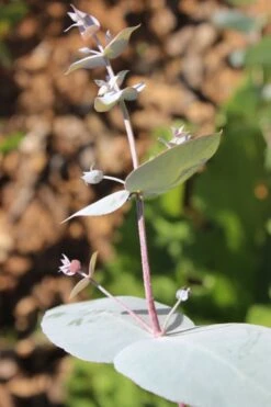 Maggie Cold Hardy Eucalyptus Tree (Eucalyptus Nova Anglica) - 3 Gallon Pot -Green Haven Shop Eusalyptus Maggie 1 500x750 5