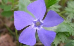 Evergreen Periwinkle - Vinca Minor - 18 Count Flat Of Pint Pots -Green Haven Shop Evergreen Periwinkle Closeup