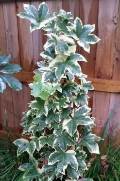 Angyo Star Fatshedera 1 Gallon Pot -Green Haven Shop Fatshedera Angyo Star 3