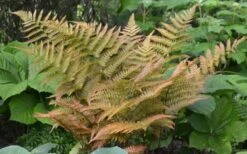 Autumn Fern (Dryopteris Erythrosora) - 10 Pack Of Quart Pots 10 Autumn Fern (Dryopteris Erythrosora) - 10 Pack Of Quart Pots -Green Haven Shop Fern Autumn 1 1