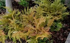 Autumn Fern (Dryopteris Erythrosora) - 10 Pack Of Quart Pots 11 Autumn Fern (Dryopteris Erythrosora) - 10 Pack Of Quart Pots -Green Haven Shop Fern Autumn 2 1