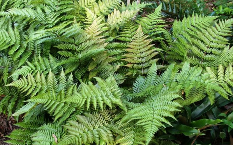 Autumn Fern (Dryopteris Erythrosora) - 10 Pack Of Quart Pots 7 Autumn Fern (Dryopteris Erythrosora) - 10 Pack Of Quart Pots - Image 7