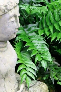 Japanese Holly Fern - Cyrtomium Falcatum 'Rochfordianum' - 2.5 Quart Pot -Green Haven Shop Fern Japanese Holly 9