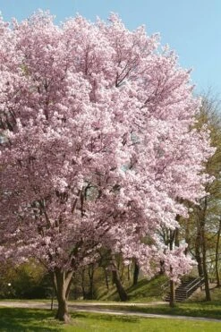 Autumnalis Fall Blooming Cherry Tree - 5 Gallon Pot -Green Haven Shop Floweriong Cherry Autumnalis 3