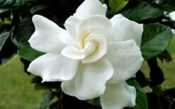 August Beauty Gardenia (Single Trunk Topiary Tree) - 5 Gallon Pot -Green Haven Shop Gardenia August Beauty Flower Closeup 1