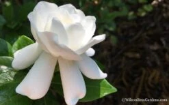 Crown Jewel Gardenia - 1 Gallon Pot -Green Haven Shop Gardenia Crown Jewel 4