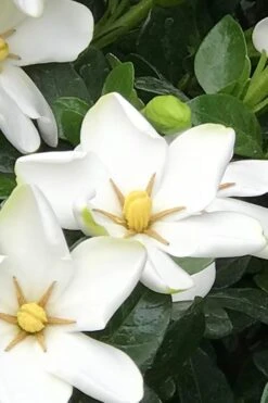 Hardy Fragrant Daisy Gardenia Bush - 6 Pack Of 1 Gallon Pots -Green Haven Shop Gardenia Daisy 21 1