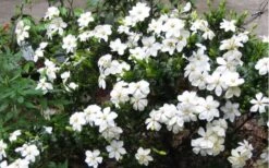 Hardy Fragrant Daisy Gardenia Bush - 3 Gallon Pot -Green Haven Shop Gardenia Daisy Blooms 2 2