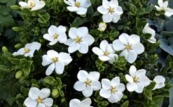Hardy Fragrant Daisy Gardenia Bush - 3 Gallon Pot -Green Haven Shop Gardenia Daisy Blooms 3