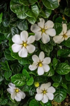 Diamond Spire Gardenia - 1 Gallon Pot -Green Haven Shop Gardenia Diamond Spire 2 2