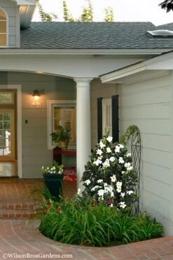 Diamond Spire Gardenia - 3 Gallon Pot -Green Haven Shop Gardenia Diamond Spire 5 1