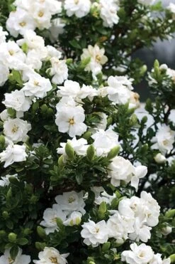 Double Mint Gardenia - 3 Gallon Pot -Green Haven Shop Gardenia Double Mint 2 1