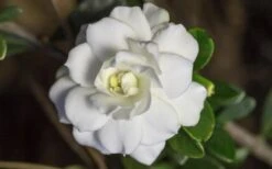 Double Mint Gardenia - 3 Gallon Pot -Green Haven Shop Gardenia Double Mint 6 1