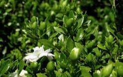 Double Mint Gardenia - 6 Pack Of 1 Gallon Pots -Green Haven Shop Gardenia Double Mint 7