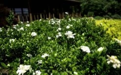 Double Mint Gardenia - 6 Pack Of 1 Gallon Pots -Green Haven Shop Gardenia Double Mint 8