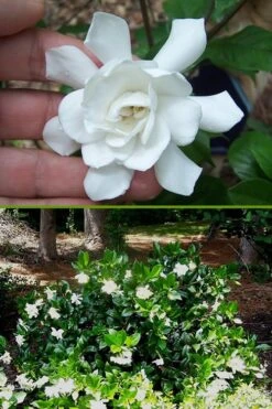 Fall In Love Cold Hardy Gardenia - 1 Gallon Pot -Green Haven Shop Gardenia Fall In Love BS