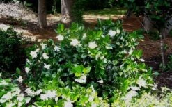 Fall In Love Cold Hardy Gardenia - 1 Gallon Pot -Green Haven Shop Gardenia Fallin In Love Shrub