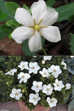 Hardy Fragrant Daisy Gardenia Bush - 3 Gallon Pot -Green Haven Shop Gardenia Hardy Daisy 500x750 3