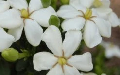 ScentAmazing Gardenia - 2 Gallon Pot 9 ScentAmazing Gardenia - 2 Gallon Pot -Green Haven Shop Gardenia Scentamazing 20