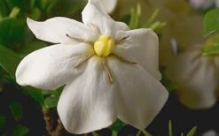 ScentAmazing Gardenia - 2 Gallon Pot 11 ScentAmazing Gardenia - 2 Gallon Pot -Green Haven Shop Gardenia Scentamazing Closeup