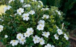 ScentAmazing Gardenia - 2 Gallon Pot 10 ScentAmazing Gardenia - 2 Gallon Pot -Green Haven Shop Gardenia Scentamazing Shrub