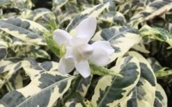 Variegated August Beauty Gardenia - 1 Gallon Pot -Green Haven Shop Gardenia Variegated 1 2
