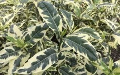 Variegated August Beauty Gardenia - 3 Gallon Pot -Green Haven Shop Gardenia Variegated 2