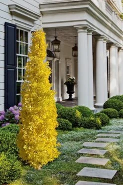 Sky Tower Ginkgo Maidenhair Tree (Male) - 5 Gallon Pot -Green Haven Shop Ginkgo Sky Tower 1