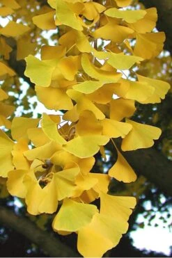 Sky Tower Ginkgo Maidenhair Tree (Male) - 5 Gallon Pot -Green Haven Shop Ginkgo Sky Tower 2