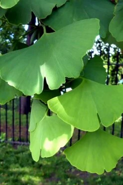 Ginkgo Maidenhair Tree (Male) - 3 Gallon Pot -Green Haven Shop Ginkgo Tree 10
