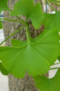 Sky Tower Ginkgo Maidenhair Tree (Male) - 5 Gallon Pot -Green Haven Shop Ginkgo Tree 11 1