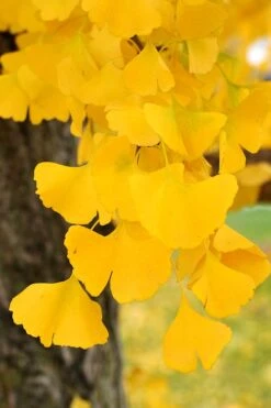 Ginkgo Maidenhair Tree (Male) - 3 Gallon Pot -Green Haven Shop Ginkgo Tree 14