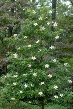 Sweet Tea Mountain Gordlinia - 5 Gallon Pot -Green Haven Shop Gordlinia Sweet Tea 12