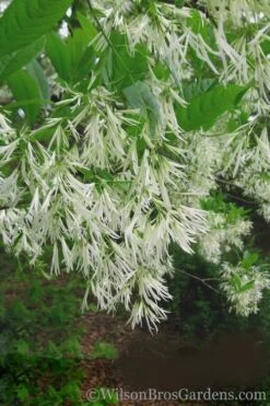 Grancy Graybeard - White Fringe Tree - 7 Gallon Pot (2-3') -Green Haven Shop Grancy Graybeard Tree 30 1