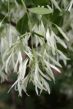 Grancy Graybeard - White Fringe Tree - 3 Gallon Pot -Green Haven Shop Grancy Graybeard Tree 32