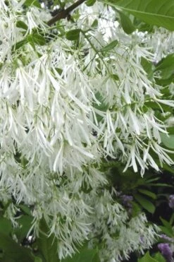 New Products 9 Grancy Graybeard - White Fringe Tree - 3 Gallon Pot