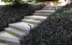 Black Mondo Grass - Ophiopogon Planiscapus 'Nigrescens' - 18 Count Flat Of Pint Pots -Green Haven Shop Grass Mondo Black 1